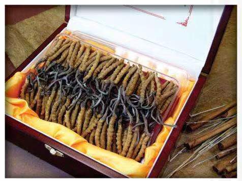 岱山冬虫夏草回收